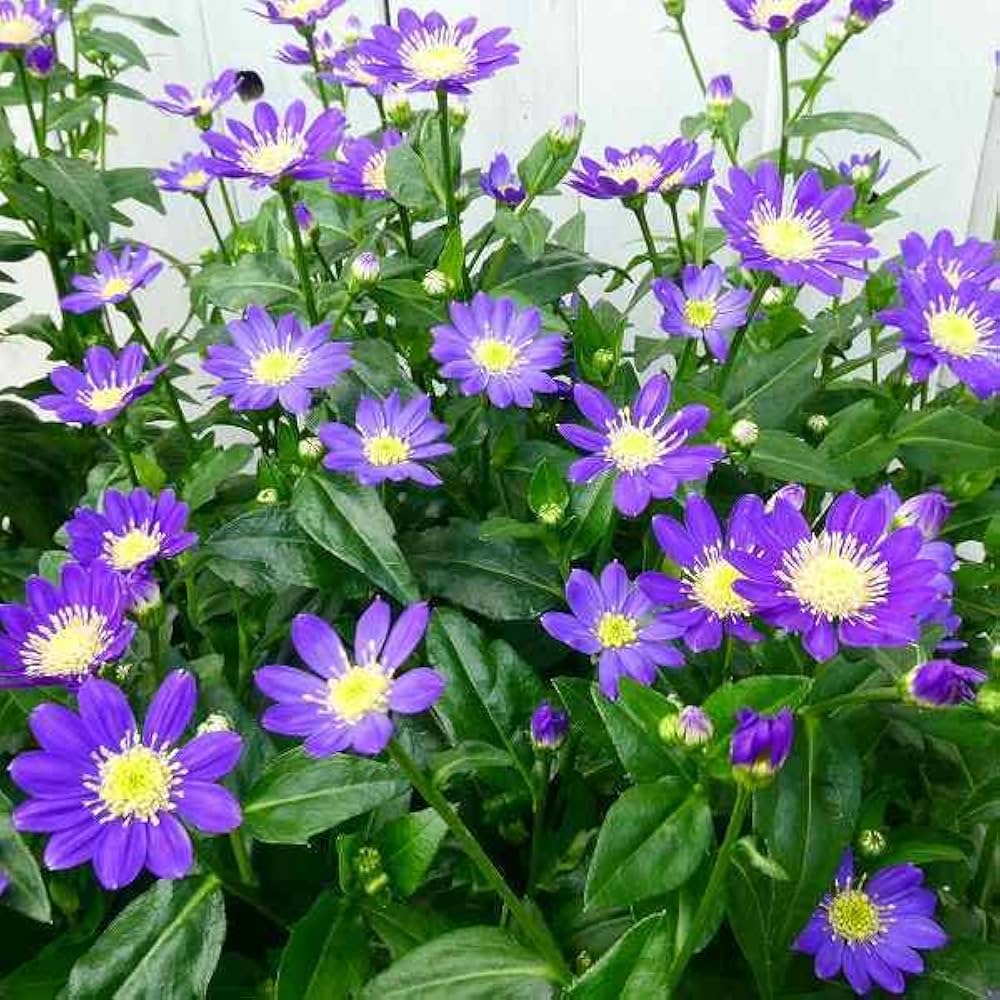 Amazon.co.jp: 都忘れ ミヤコワスレ 江戸紫 紫花 苗 4号鉢 花苗